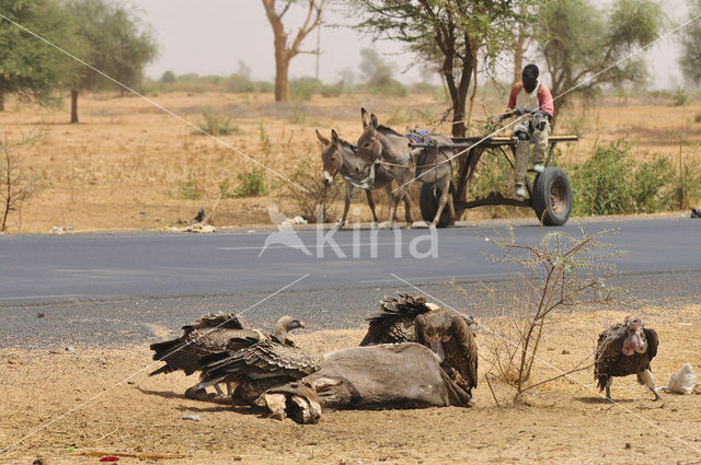 African white-backed vulture (Gyps africanus)