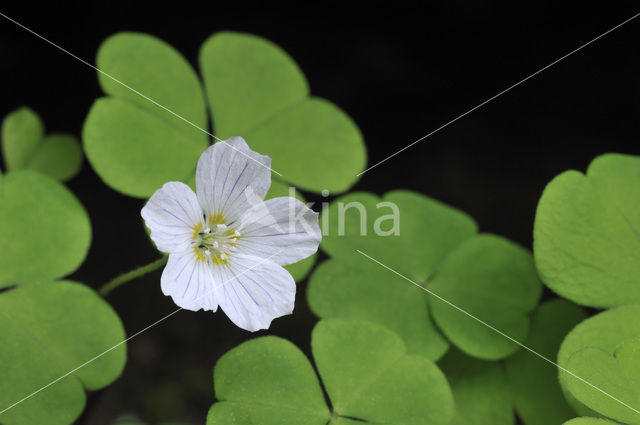 Witte klaverzuring (Oxalis acetosella)