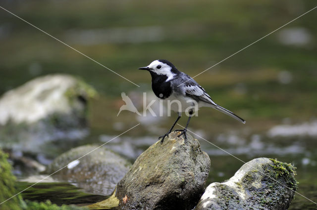 Witte Kwikstaart (Motacilla alba)