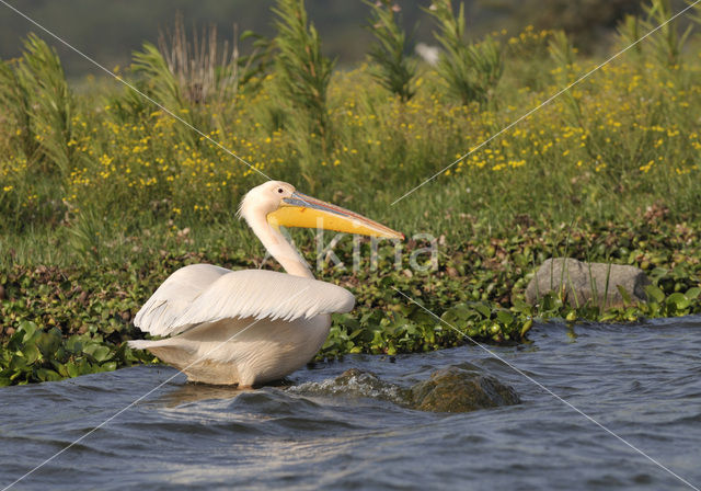 Roze Pelikaan (Pelecanus onocrotalus)