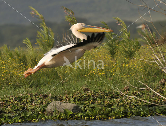 Roze Pelikaan (Pelecanus onocrotalus)