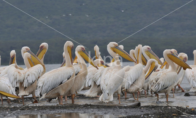 Roze Pelikaan (Pelecanus onocrotalus)