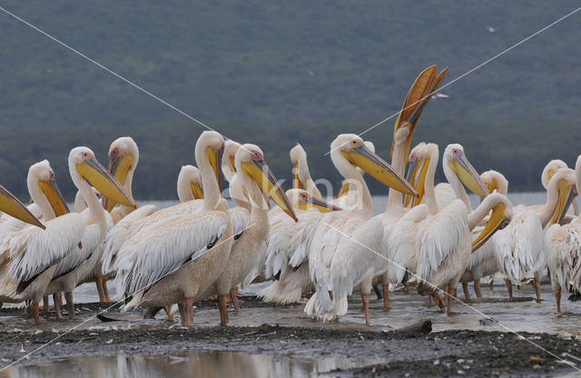 Roze Pelikaan (Pelecanus onocrotalus)