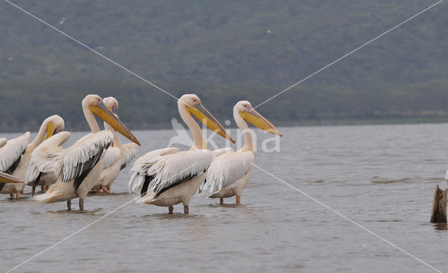 Roze Pelikaan (Pelecanus onocrotalus)