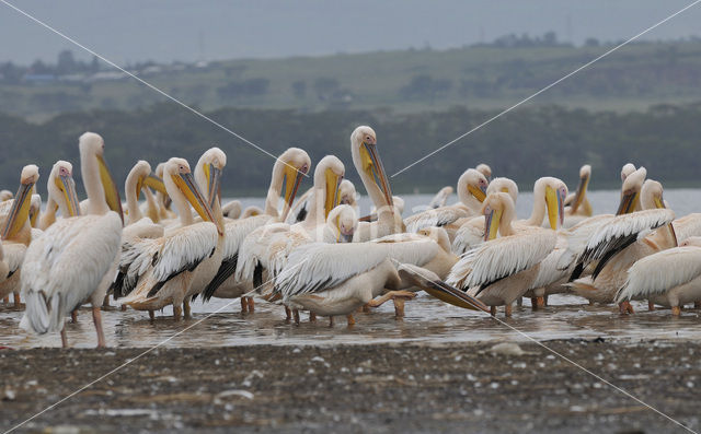 Roze Pelikaan (Pelecanus onocrotalus)