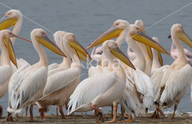 Roze Pelikaan (Pelecanus onocrotalus)