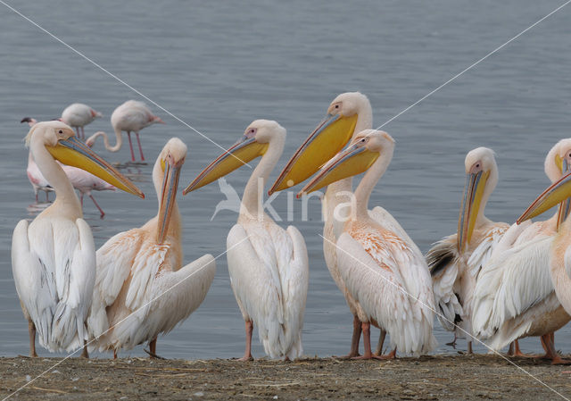 Roze Pelikaan (Pelecanus onocrotalus)