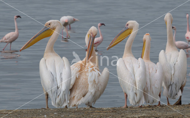 Roze Pelikaan (Pelecanus onocrotalus)