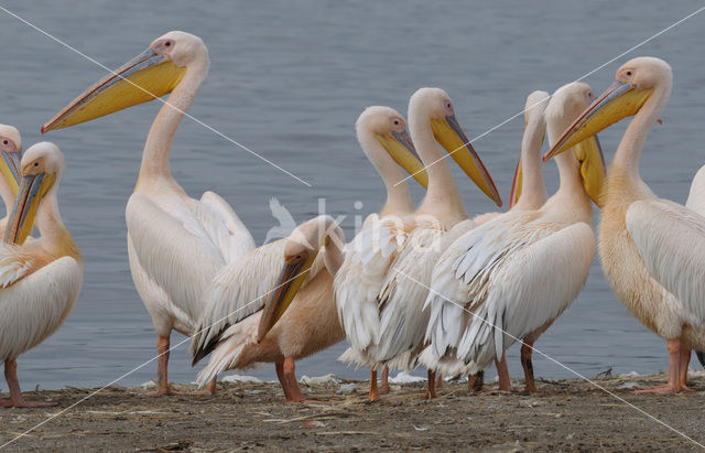 Roze Pelikaan (Pelecanus onocrotalus)