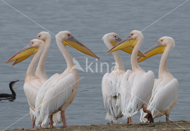 Eastern white pelican (Pelecanus onocrotalus)
