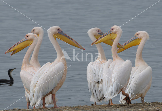 Roze Pelikaan (Pelecanus onocrotalus)