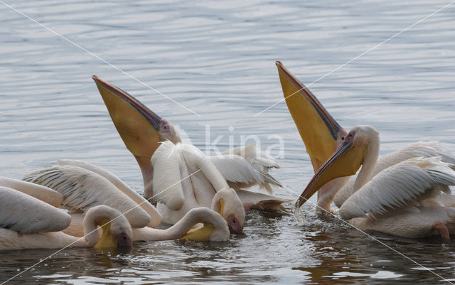 Roze Pelikaan (Pelecanus onocrotalus)