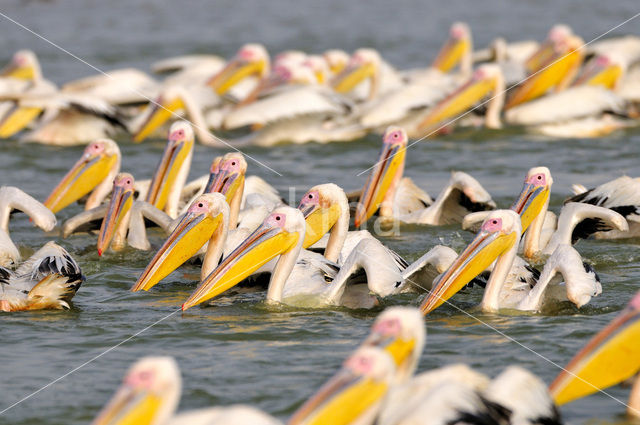 Eastern white pelican (Pelecanus onocrotalus)