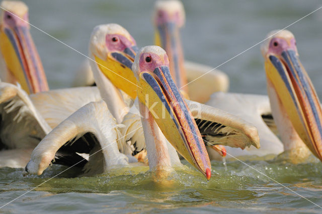 Eastern white pelican (Pelecanus onocrotalus)