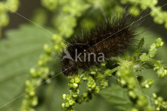 Witte tijger (Spilosoma lubricipeda)