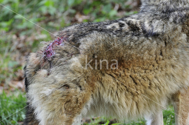 Grey Wolf (Canis lupus)