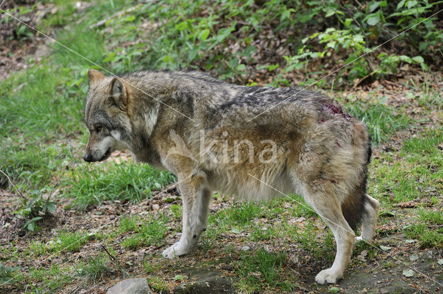 Grey Wolf (Canis lupus)