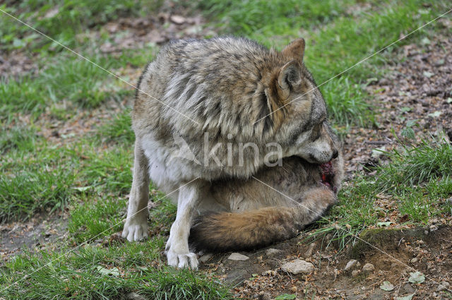 Grey Wolf (Canis lupus)