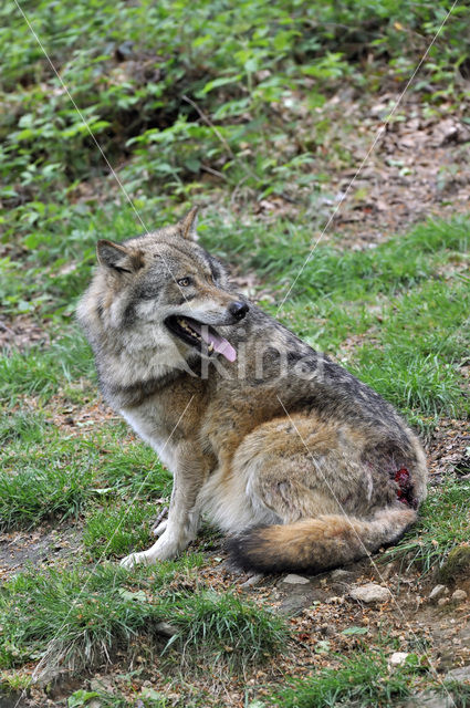 Grey Wolf (Canis lupus)