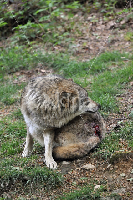 Wolf (Canis lupus)