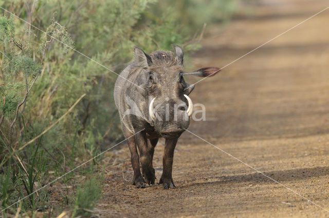Common Warthog (Phacochoerus africanus)