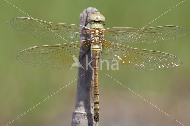 Zadellibel (Anax ephippiger)