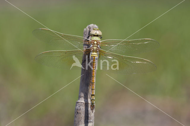 Zadellibel (Anax ephippiger)