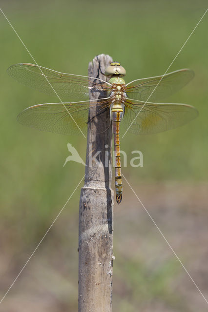 Zadellibel (Anax ephippiger)