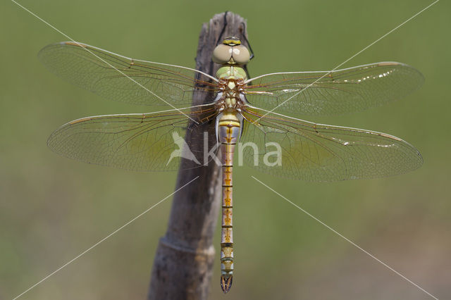 Zadellibel (Anax ephippiger)