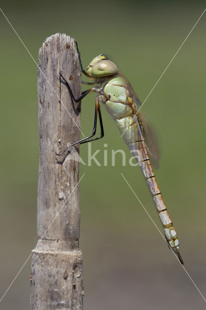 Zadellibel (Anax ephippiger)