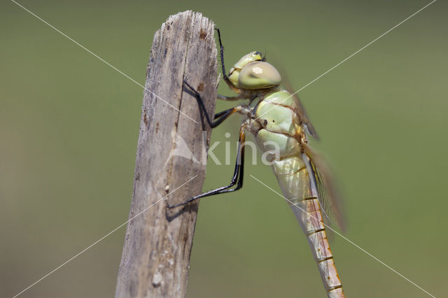 Zadellibel (Anax ephippiger)