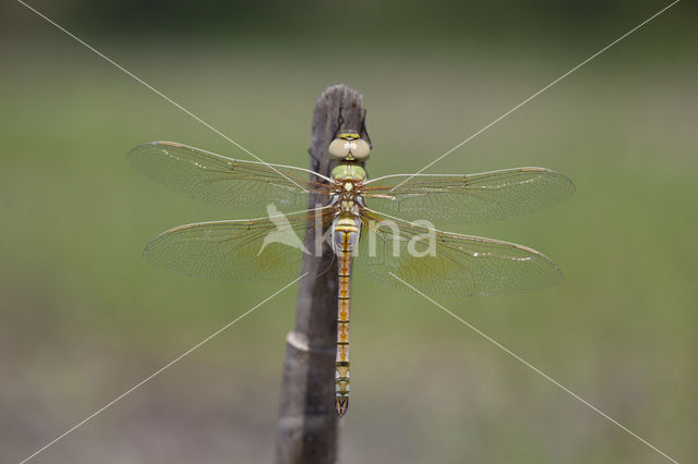 Zadellibel (Anax ephippiger)