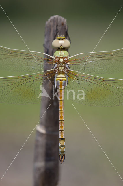 Vagrant Emperor Dragonfly (Anax ephippiger)