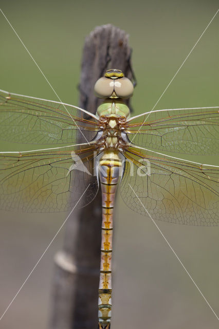 Zadellibel (Anax ephippiger)