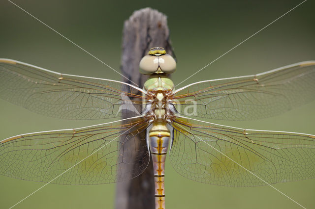 Vagrant Emperor Dragonfly (Anax ephippiger)