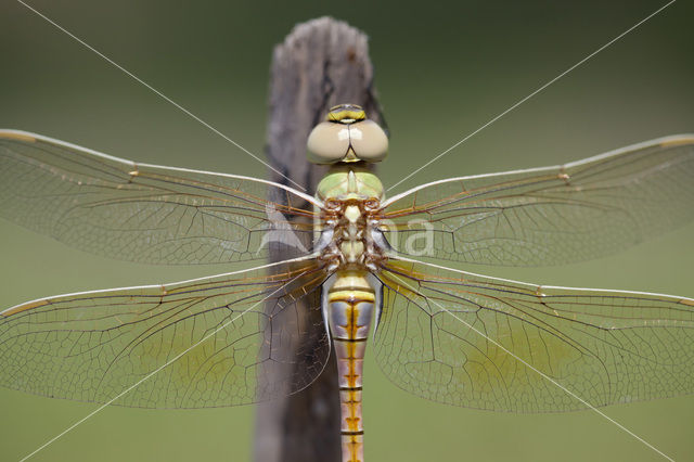 Zadellibel (Anax ephippiger)