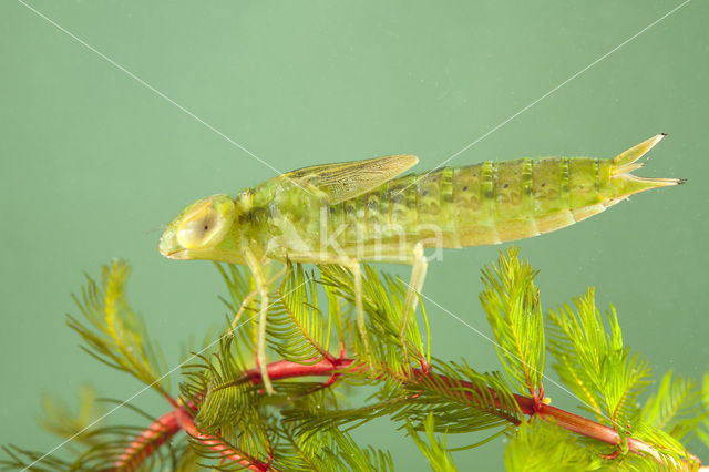 Vagrant Emperor Dragonfly (Anax ephippiger)