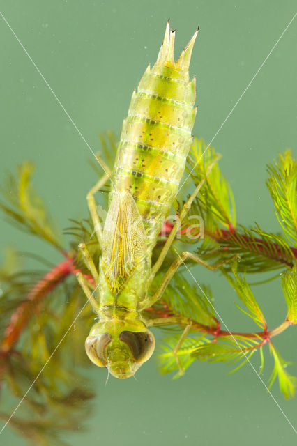 Zadellibel (Anax ephippiger)