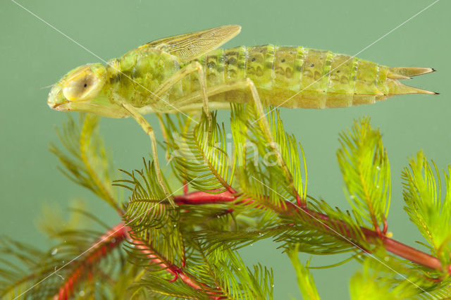 Zadellibel (Anax ephippiger)