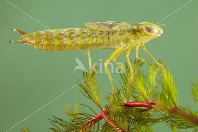 Zadellibel (Anax ephippiger)