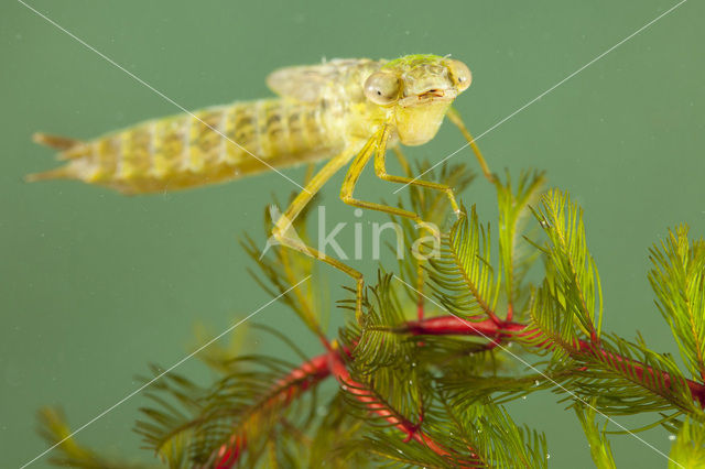 Vagrant Emperor Dragonfly (Anax ephippiger)