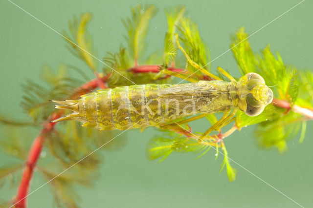 Zadellibel (Anax ephippiger)