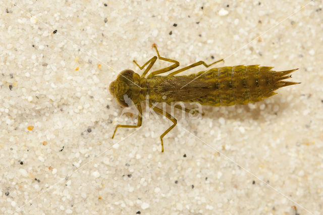 Zadellibel (Anax ephippiger)