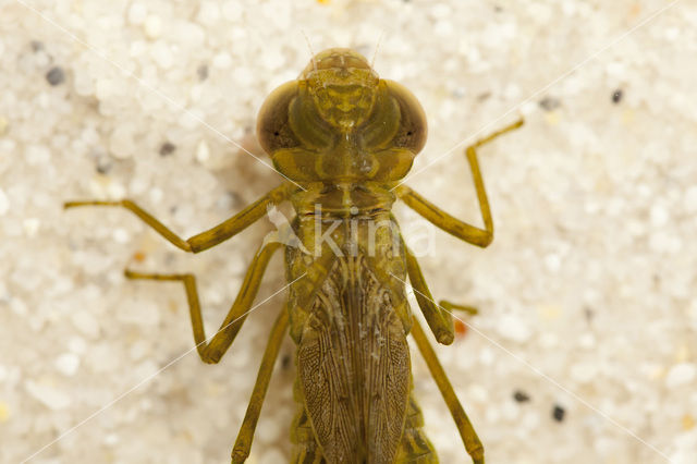 Zadellibel (Anax ephippiger)