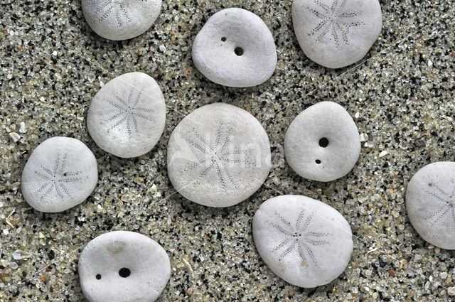 Pea Urchin (Echinocyamus pusillus)