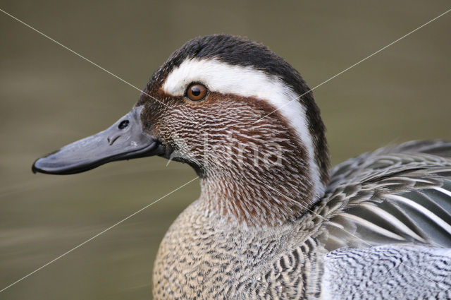 Garganey (Anas querquedula)