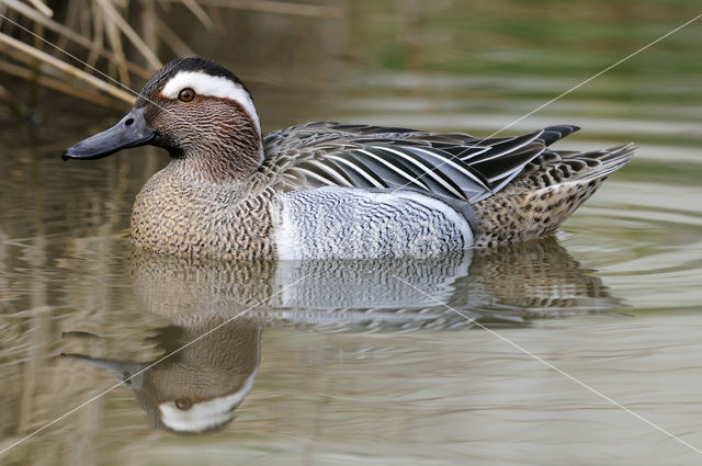 Zomertaling (Anas querquedula)