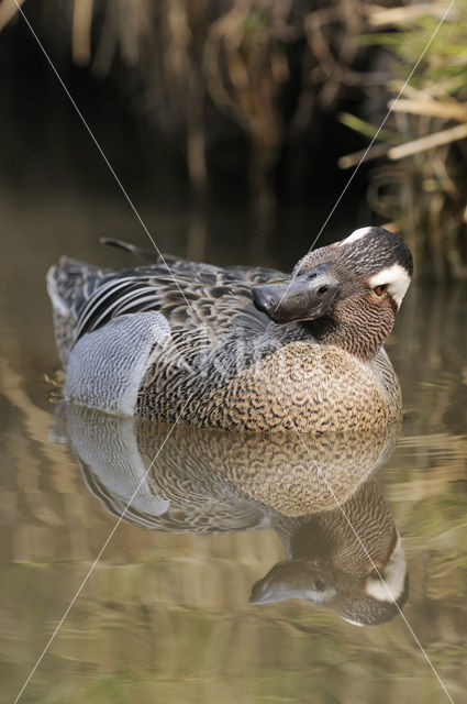 Zomertaling (Anas querquedula)