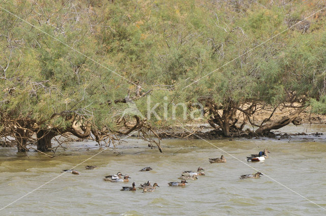 Garganey (Anas querquedula)