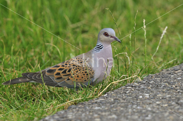 Zomertortel (Streptopelia turtur)